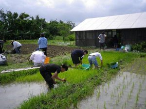 農業体験　4月17日、２４日_03
