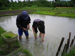 農業体験　4月17日、２４日_04